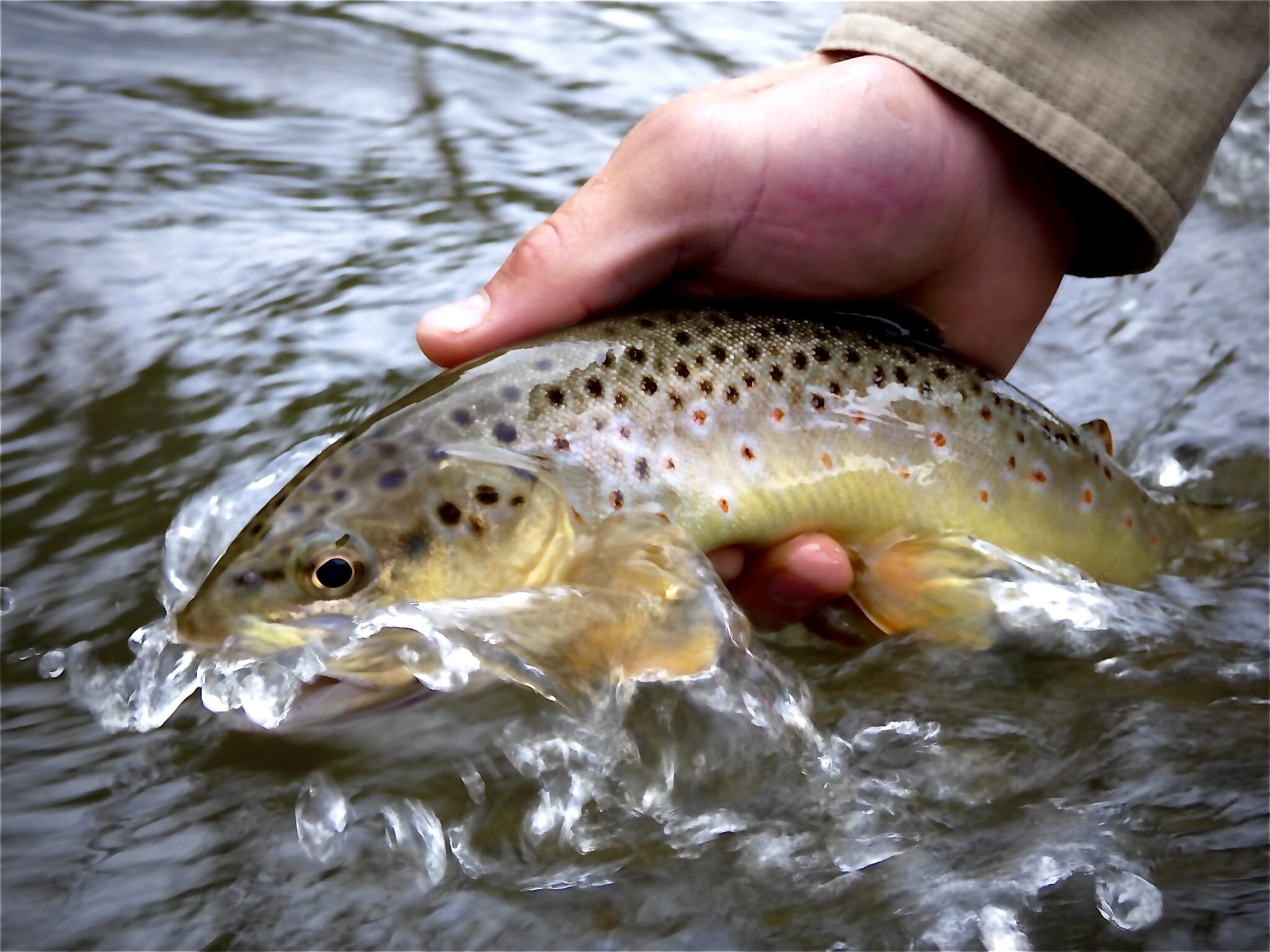 The Quiet Fly Fisher Southern Utah Fly Fishing Guide