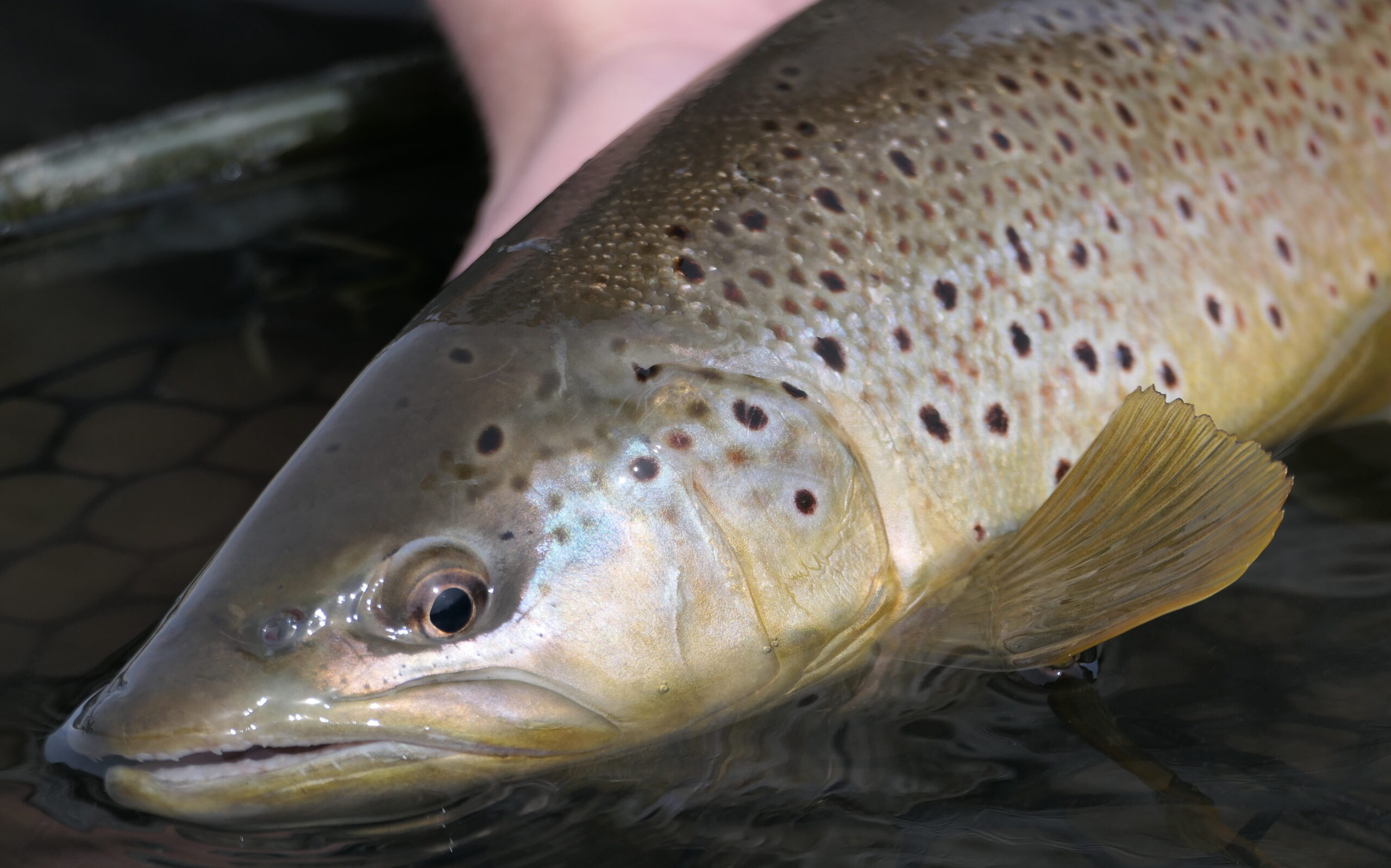 Services – The Quiet Fly Fisher :: Southern Utah Fly Fishing :: Guide  Service and Fly Shop